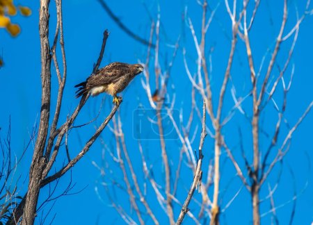 Téléchargez les photos : This beautiful Red-tailed Hawk is photographed as it watches out over its forest realm. - en image libre de droit