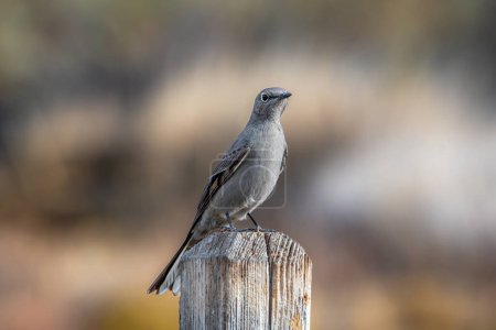Foto de This Townsend's Solitaire posed nicely as it perched on a fencepost in this central Colorado natural area. - Imagen libre de derechos
