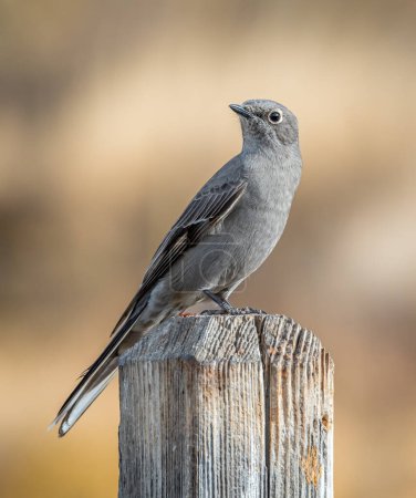 Téléchargez les photos : This Townsend's Solitaire posed nicely as it perched on a fencepost in this central Colorado natural area. - en image libre de droit