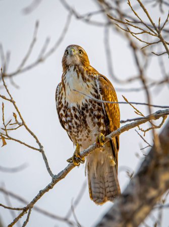 Photo for The beautiful Red-tailed Hawk was perched among the branches of a tree in a Colorado city park. - Royalty Free Image