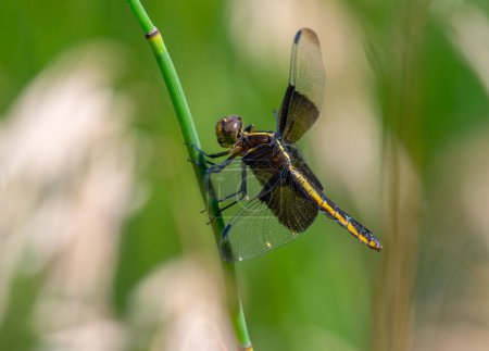 Photo for A beautiful female Widow Skimmer dragonfly perched momentarily between hunting forays. - Royalty Free Image