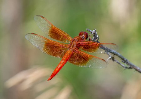 Photo for A beautiful and vibrant Flame Skimmer dragonfly perches on a small twig at the edge of a Colorado pond. - Royalty Free Image