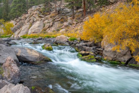 Téléchargez les photos : A rushing mountain stream cascading down the mountain sides in 11 Mile Canyon in Colorado. - en image libre de droit