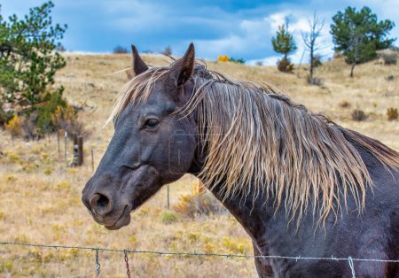 Téléchargez les photos : Joli portrait d'un cheval de ranch dans une prairie de haute altitude du Colorado. - en image libre de droit