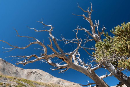 Téléchargez les photos : Un pin bristlecone tordu atteint le ciel clair dans les hautes altitudes des montagnes Rocheuses. - en image libre de droit