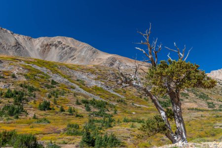 Téléchargez les photos : Un pin bristlecone tordu atteint le ciel clair dans les hautes altitudes des montagnes Rocheuses. - en image libre de droit