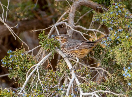 Photo for This beautiful Sage Thrasher is taking advantage of an abundance of Juniper berries in its southward migration along the front range in Colorado. - Royalty Free Image
