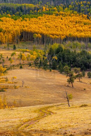 Téléchargez les photos : Une belle vue sur le haut pays du Colorado à la fin de Septembre avec tremble doré bordant les prairies pâturées par le bétail. - en image libre de droit
