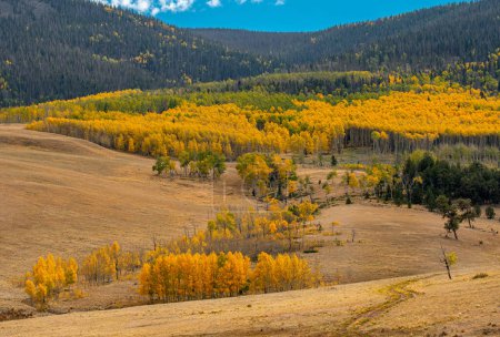 Photo for A beautiful view of the Colorado high country in late September with golden aspen bordering meadows grazed by cattle. - Royalty Free Image