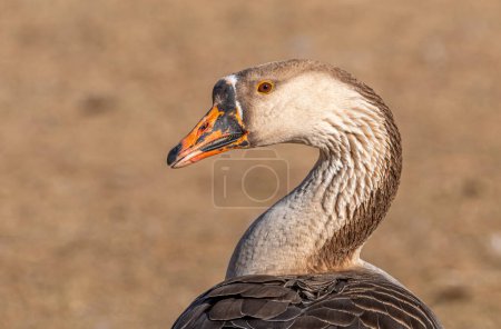 Foto de Un disparo en la cabeza de un ganso domesticado llamado Swan Goose que se ha vuelto salvaje en un parque de la ciudad de Colorado. - Imagen libre de derechos