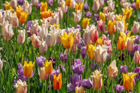 Photo for The beauty of a bed of brightly colored spring tulips. - Royalty Free Image