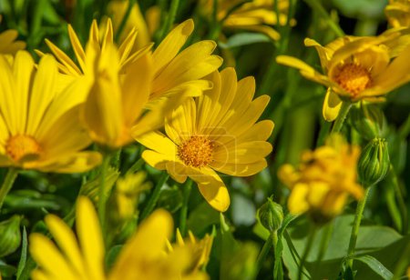 Photo for Selective focus on a single brilliant bloom in a bed of yellow spring flowers. - Royalty Free Image
