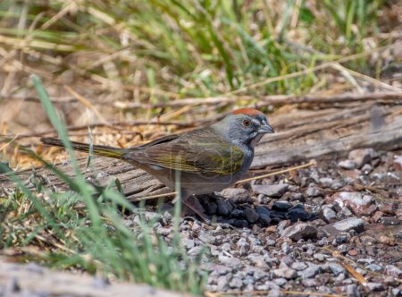Photo for This desert seep was a popular area for songbirds, including this Green-tailed Towhee to come in for a drink. - Royalty Free Image