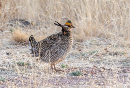 Un macho en peligro de extinción Lesser Prairie-Chicken en un terreno en auge en primavera en el sur de Nuevo México.