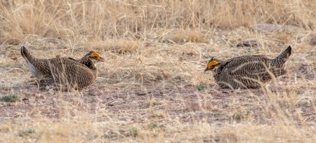 Téléchargez les photos : Un couple de Petits Poulets des prairies mâles dans un visage off alors qu'ils se battent pour les femelles sur leur terrain en plein essor. - en image libre de droit