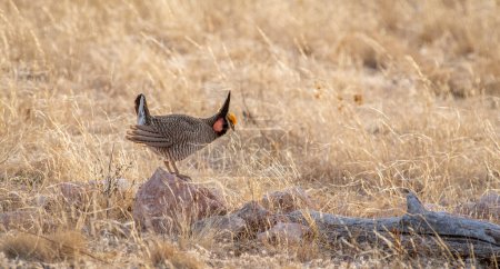 Photo for An endangered male Lesser Prairie-Chicken on a spring booming grounds in southern New Mexico. - Royalty Free Image