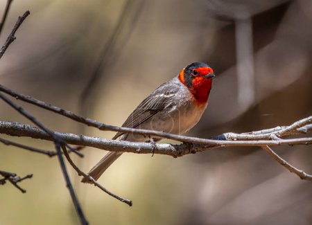 Photo for This beautiful male Red-faced Warbler was singing and foraging in a New Mexico woodland. - Royalty Free Image