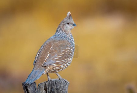 A beautiful and beloved Scaled Quail perches on a fencepost in the Colorado countryside keeping watch over another dozen quail below.