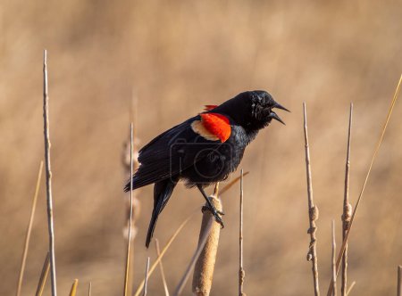 Un Blackbird alado rojo macho llamando a su canción de primavera encaramado en una ramita a lo largo de un humedal de Colorado.