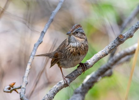 Dieser scheue Lincoln 's Sparrow thront schön auf einem Ast am Rande einer bewaldeten Schlucht in New Mexico.