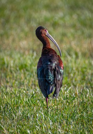 Photo for This brilliantly colored White-faced Ibis was photographed in an irrigated field in the front range of Colorado. - Royalty Free Image