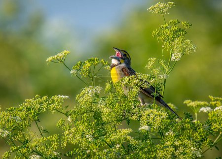 Photo for This multi-colored and beautiful male Dickcissel was singing loudly and often from his perch in a Kansas prairie. - Royalty Free Image