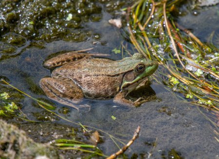 Téléchargez les photos : Une grande grenouille verte reposant sur une végétation aquatique épaisse dans une zone humide du Wisconsin. - en image libre de droit