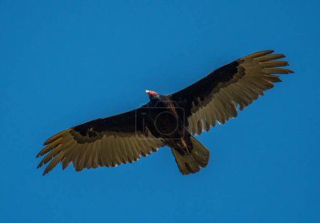 Téléchargez les photos : Ce magnifique vautour de Turquie s'éleva magnifiquement au-dessus d'un ciel d'été bleu brillant. - en image libre de droit