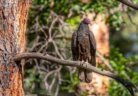 Téléchargez les photos : Cette belle photographie portrait d'un vautour de Turquie perché sur la branche d'un pin ponderosa a été prise dans les montagnes du Colorado. - en image libre de droit