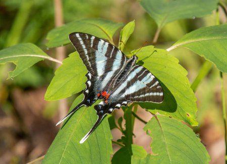 Foto de Esta hermosa mariposa cola de golondrina de cebra fue fotografiada mientras estiraba sus alas en un bosque de Missouri. - Imagen libre de derechos