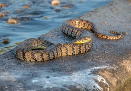 Foto de Una hermosa serpiente de agua Diamondback enrollada en la orilla después de una comida considerable. - Imagen libre de derechos