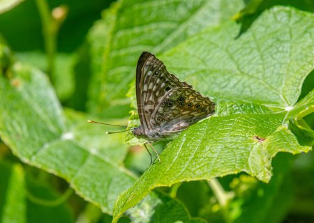 Foto de La hermosa y detallada parte inferior de una mariposa Emperador Hackberry sentado en el follaje de un bosque de Missouri. - Imagen libre de derechos