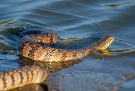 Photo for A beautiful Diamondback Water Snake coiled on the shore of a Kansas wetland. - Royalty Free Image