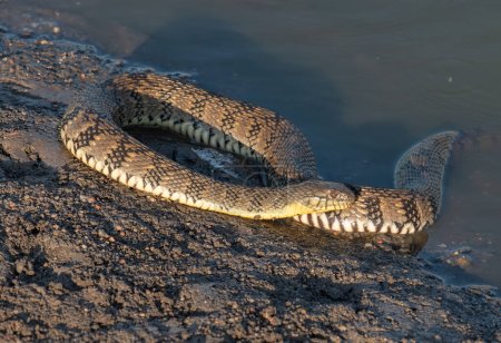 Foto de Una hermosa serpiente de agua Diamondback enrollada en la orilla de un humedal de Kansas. - Imagen libre de derechos