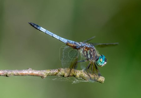Téléchargez les photos : Une belle libellule Blue Dasher perchée au bout d'une brindille près d'une zone humide du Wisconsin. - en image libre de droit