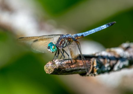 Téléchargez les photos : Une belle libellule Blue Dasher perchée au bout d'une brindille près d'une zone humide du Wisconsin. - en image libre de droit