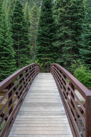Téléchargez les photos : Une passerelle panoramique à travers un ruisseau de montagne mène à une belle forêt sauvage épaisse. - en image libre de droit