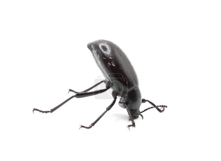 Téléchargez les photos : Un scarabée puant du désert, espèce Eleodes longicollis, faisant un stand de tête lorsqu'il est photographié isolé sur un fond blanc. - en image libre de droit