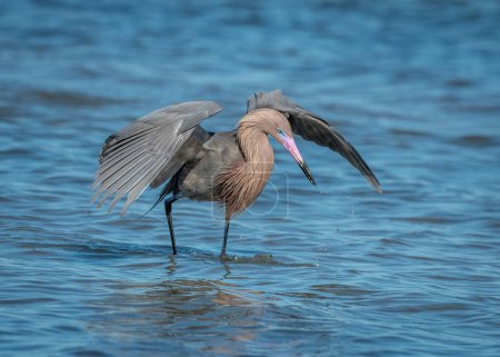 Photo for A beautiful Reddish Egret is foraging and hunting along the Texas Coast. - Royalty Free Image
