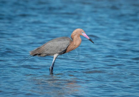 Photo for A beautiful Reddish Egret is foraging and hunting along the Texas Coast. - Royalty Free Image