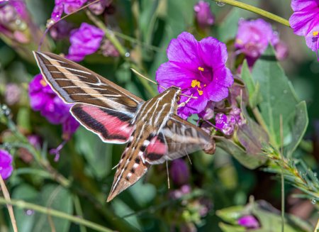 Téléchargez les photos : Une belle teigne du sphinx bordée de blanc qui plane devant une fleur alors qu'elle rassemble le nectar avec des ailes floues. - en image libre de droit