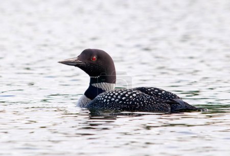 Photo for Common Loon on a Northwoods Lake - Royalty Free Image