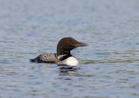 Photo for Common Loon swimming on a northwoods lake. - Royalty Free Image