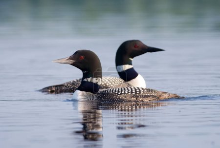 Photo for Beautiful pair of Common Loons on a northwoods Wisconsin lake. - Royalty Free Image