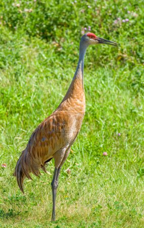 Photo for A lone Sandhill Crane in a Wisconsin field provided a closeup shot. - Royalty Free Image