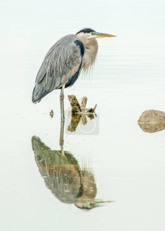 Photo for A beautiful and stately Great Blue Heron nicely reflected in the calm waters of the Rio Grand River in Texas. - Royalty Free Image