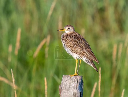 Photo for A beautiful Upland Sandpiper perched on an old weathered fencepost in the northern Nebraska prairies.A beautiful Upland Sandpiper perched on an old weathered fencepost in the northern Nebraska prairies. - Royalty Free Image