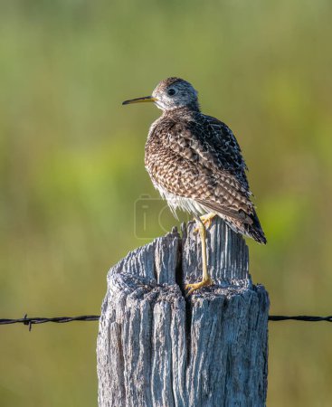 Photo for A beautiful Upland Sandpiper perched on an old weathered fencepost in the northern Nebraska prairies.A beautiful Upland Sandpiper perched on an old weathered fencepost in the northern Nebraska prairies. - Royalty Free Image