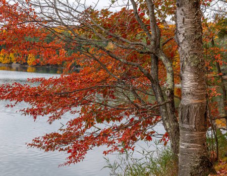 Foto de Los hermosos colores de otoño en la orilla de un lago northwoods que refleja increíble calma y paz. - Imagen libre de derechos