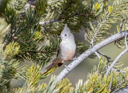 Photo for A charming little Juniper Titmouse perches nicely on a Pinyon Pine branch as it explores the world. - Royalty Free Image